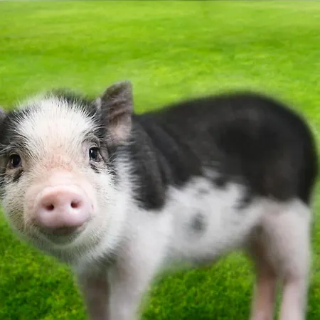 Goldjuwel - Luxury With Private